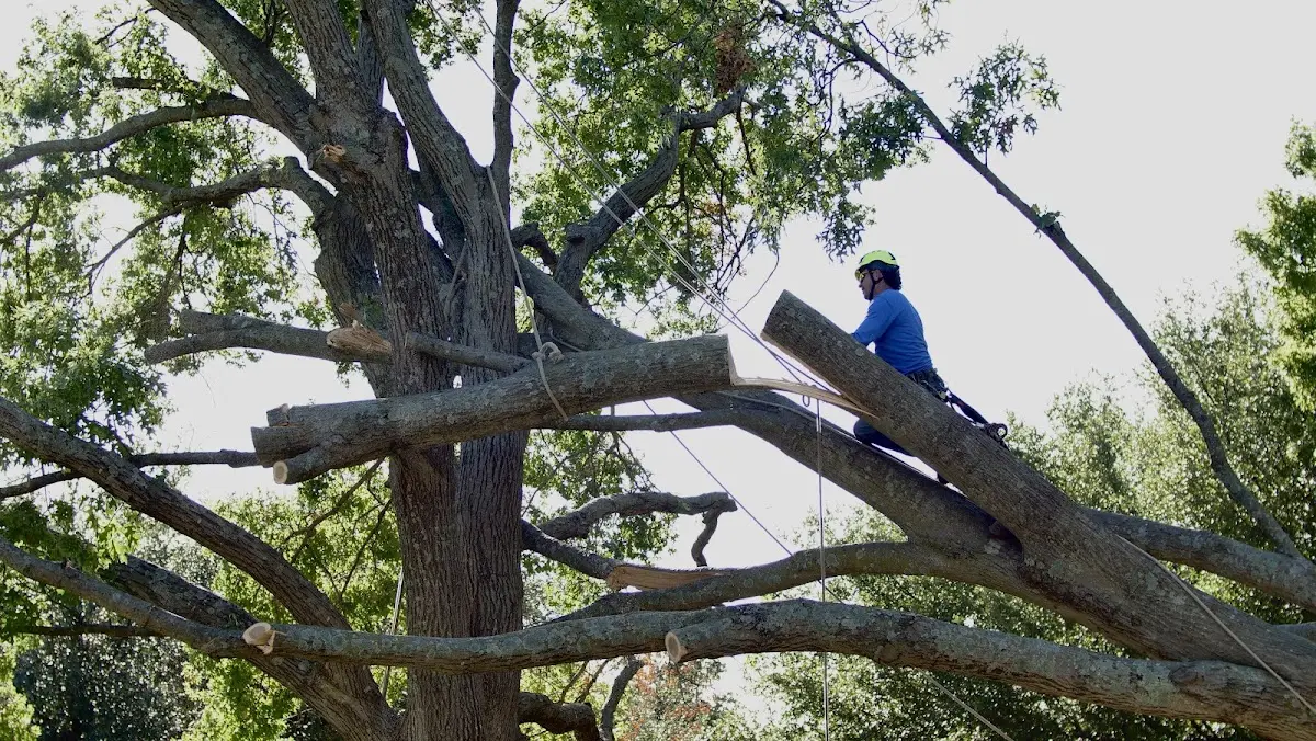Professional Hazardous Tree Removal performed by certified arborists in Dalton
