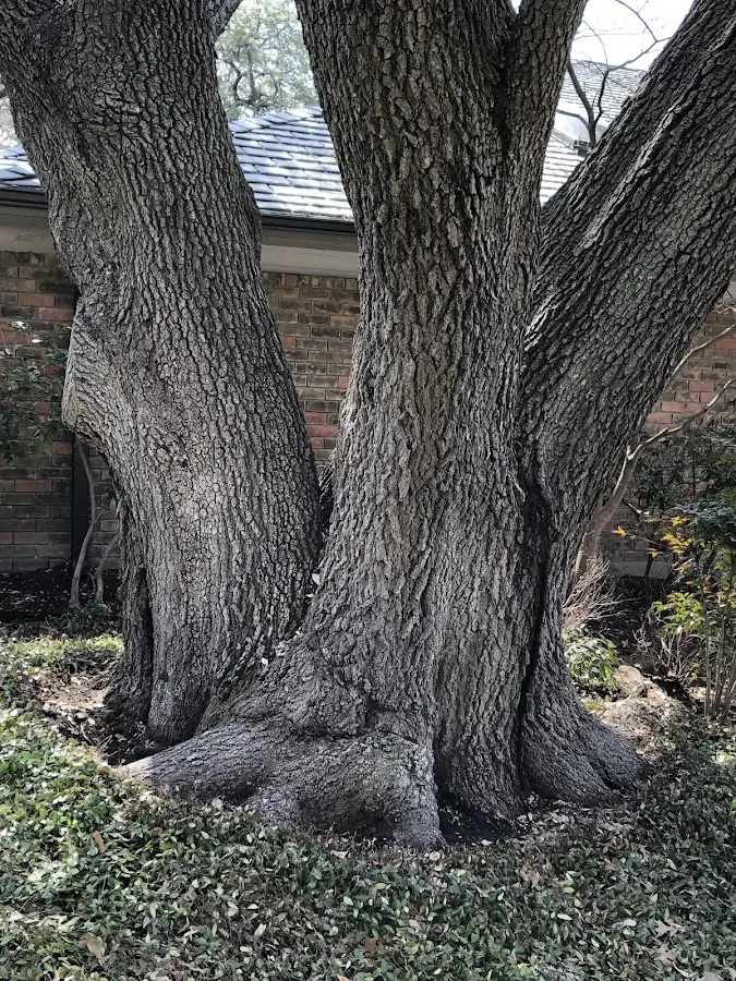 Mature heritage tree close to a Dalton property cared for by certified arborists